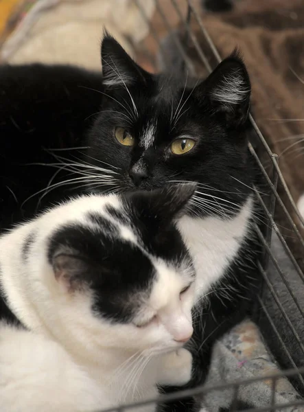避難所の檻の中の二匹の黒猫と白猫 — ストック写真