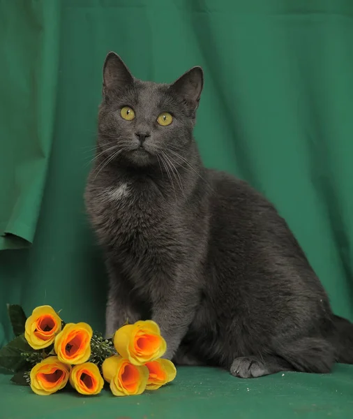 Gato Cinza Com Rosas Amarelas Fundo Verde — Fotografia de Stock