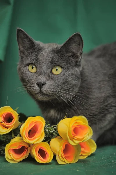 Szary Kot Żółtymi Różami Zielonym Tle — Zdjęcie stockowe