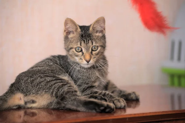 little striped brown kitten is playing