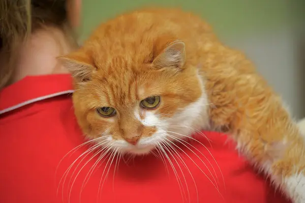 Traurige Ältere Rotschopf Mit Einer Weißen Katze Auf Dem Arm — Stockfoto