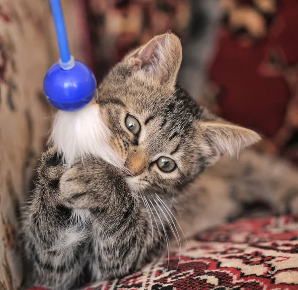 Pequeno Gatinho Marrom Listrado Está Jogando — Fotografia de Stock