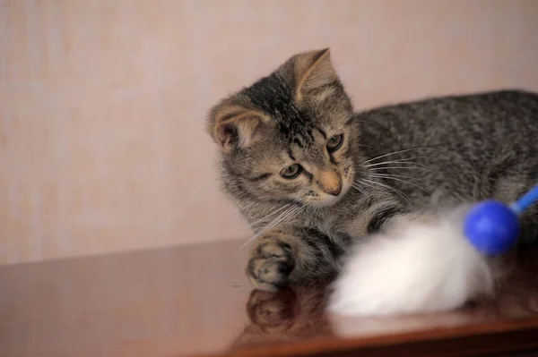 Pequeno Gatinho Marrom Listrado Está Jogando — Fotografia de Stock