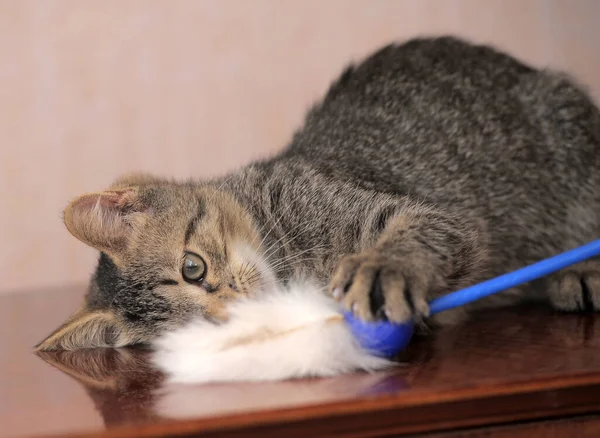 Pequeno Gatinho Marrom Listrado Está Jogando — Fotografia de Stock