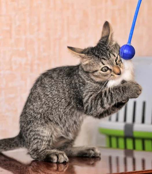 Pequeno Gatinho Marrom Listrado Está Jogando — Fotografia de Stock