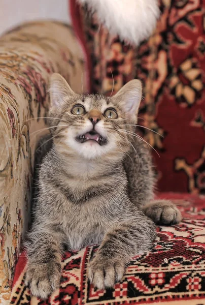 Pequeño Rayas Marrón Gatito Jugando — Foto de Stock