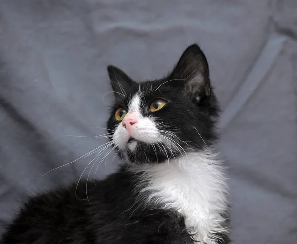 Preto Bonito Com Gato Fofo Branco Fundo Cinza — Fotografia de Stock