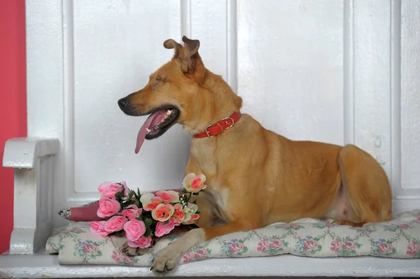 Bello Felice Cane Rosso Cagnolino Con Occhio Solo — Foto Stock