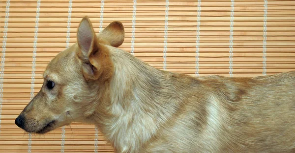 Pequeno Cão Bege Abrigo Animal — Fotografia de Stock