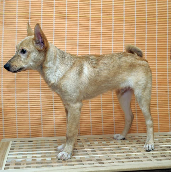 Small Beige Dog Animal Shelter — Stock Photo, Image