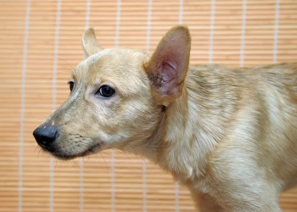 Pequeno Cão Bege Abrigo Animal — Fotografia de Stock