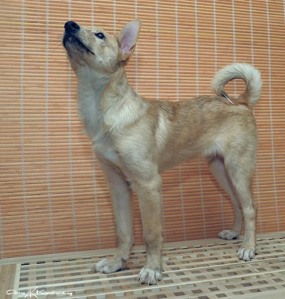 Small Beige Dog Animal Shelter — Stock Photo, Image