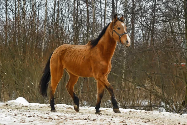 Correndo Cavalo Marrom Curral Inverno — Fotografia de Stock