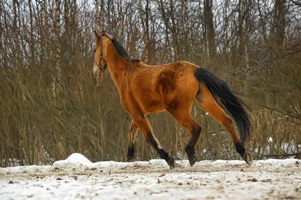 Running Brown Horse Corral Winter — Stock Photo, Image