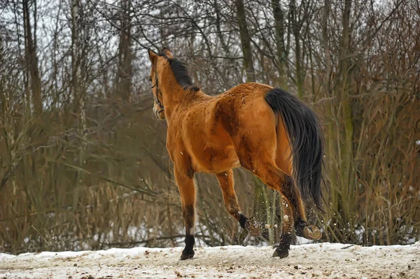 Correr Caballo Marrón Corral Invierno —  Fotos de Stock