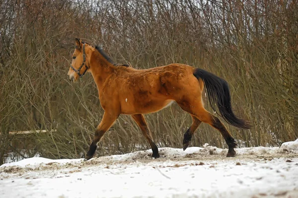 Correndo Cavalo Marrom Curral Inverno — Fotografia de Stock