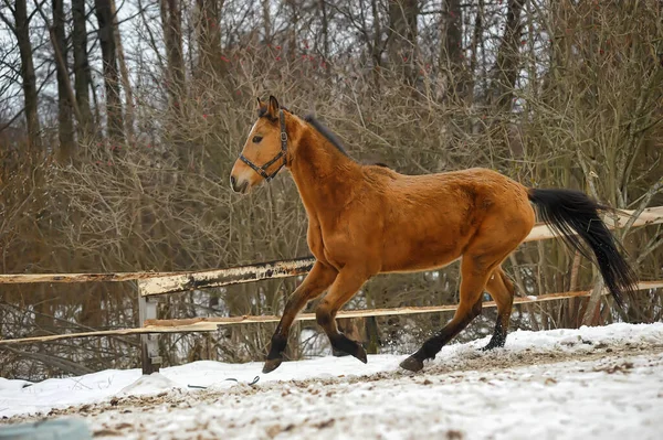 Courir Cheval Brun Dans Corral Hiver — Photo