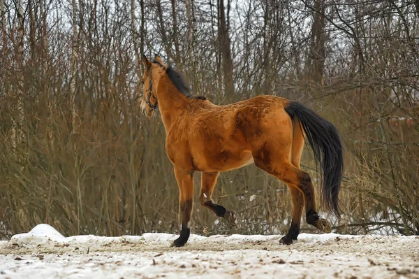 Бегущая Коричневая Лошадь Загоне Зимой — стоковое фото