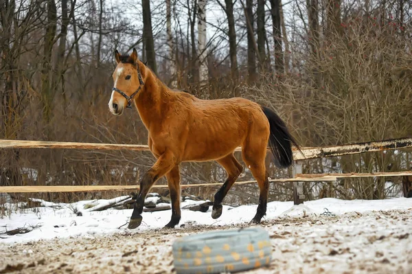 Correndo Cavalo Marrom Curral Inverno — Fotografia de Stock