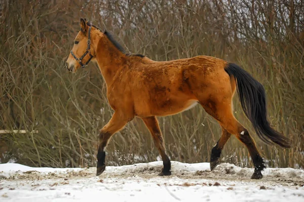 Correndo Cavalo Marrom Curral Inverno — Fotografia de Stock