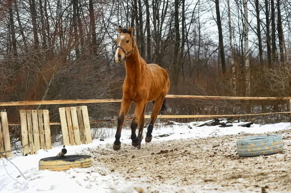 Correndo Cavalo Marrom Curral Inverno — Fotografia de Stock