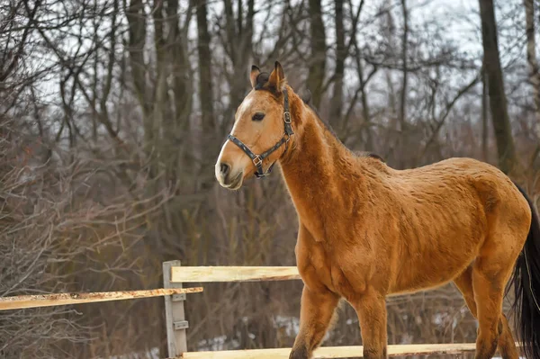 Laufendes Braunes Pferd Gehege Winter — Stockfoto