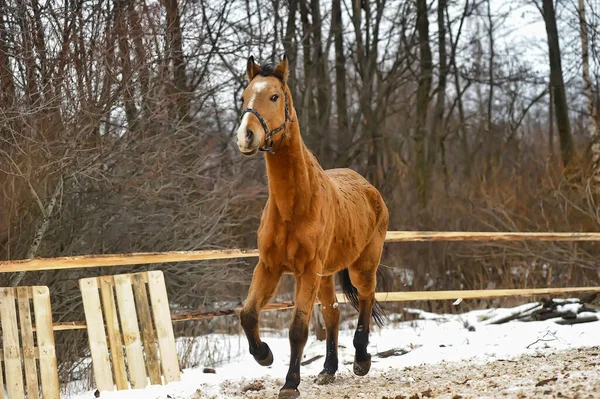 冬天在畜栏里跑着一匹棕色的马 — 图库照片