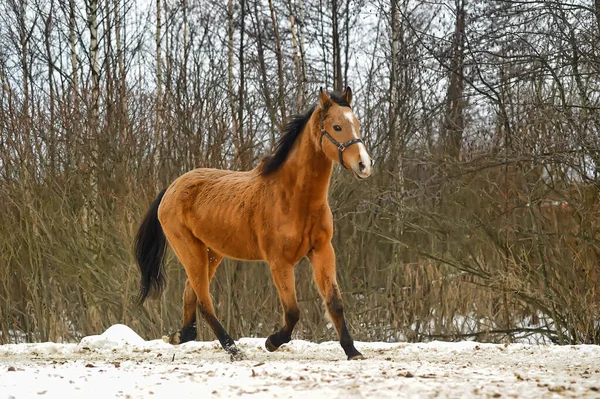 冬には馬を走らせ — ストック写真