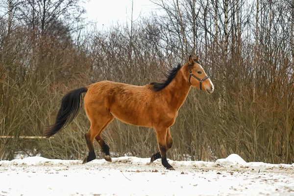 Running Brown Horse Corral Winter — Stock Photo, Image