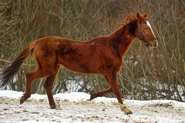 Correndo Cavalo Marrom Curral Inverno — Fotografia de Stock