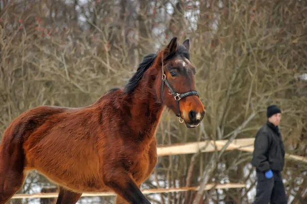 Correndo Cavalo Marrom Curral Inverno — Fotografia de Stock