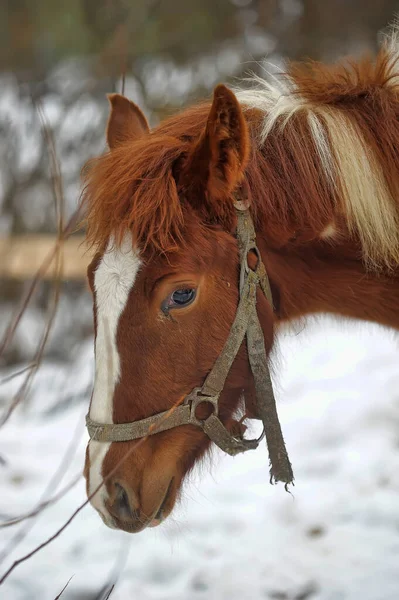 Domestic Bay Horse Walking Snow Paddock Winter — Stock Photo, Image