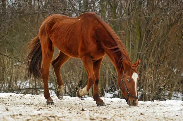 Caballo Doméstico Bahía Caminando Potrero Nieve Invierno — Foto de Stock