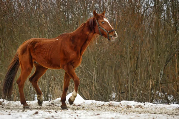 Cavalo Baía Doméstico Caminhando Cais Neve Inverno — Fotografia de Stock