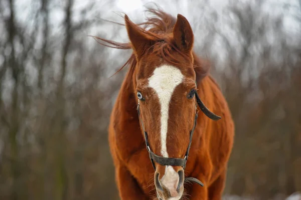 Cheval Domestique Marchant Dans Paddock Neige Hiver — Photo