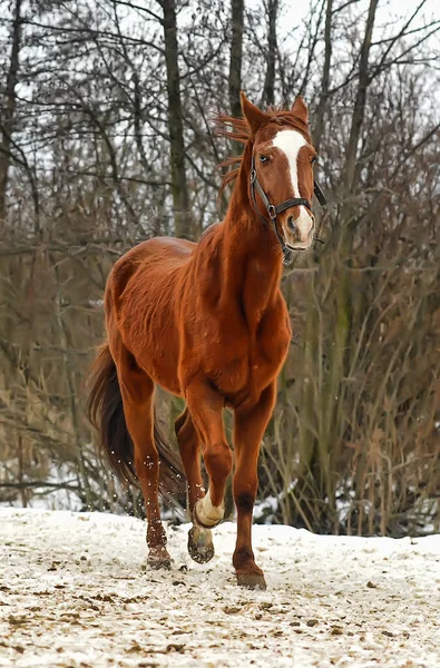 Domestic bay horse walking in the snow paddock in winter.