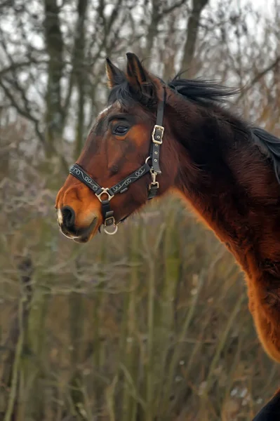 Cavalo Baía Doméstico Caminhando Cais Neve Inverno — Fotografia de Stock