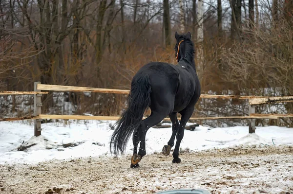 Černý Kůň Ohradě Zimě — Stock fotografie