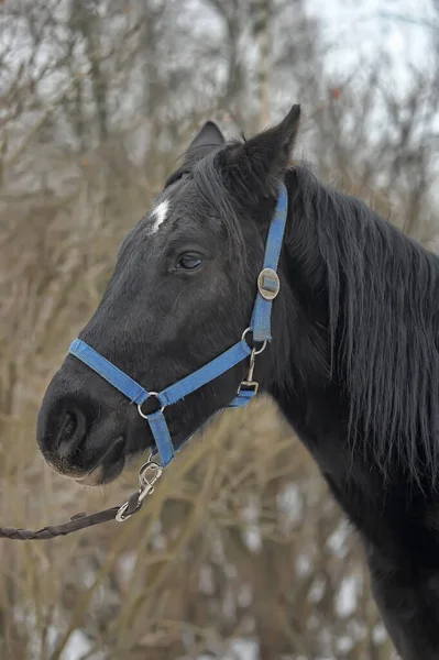 Черный Конь Загоне Зимой — стоковое фото