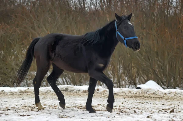 Black Horse Corral Winter — Stock Photo, Image