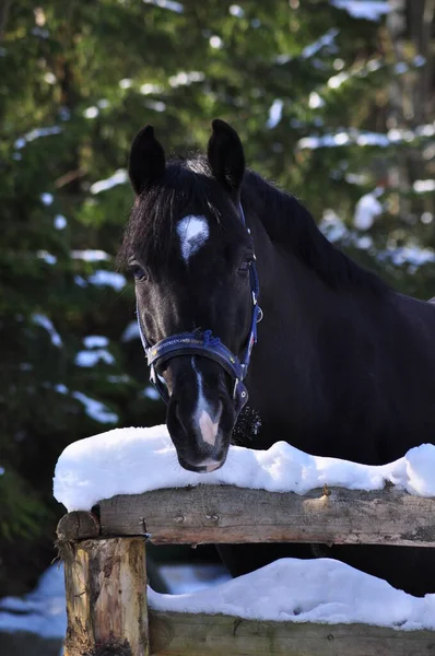 Cavalo Preto Curral Inverno — Fotografia de Stock