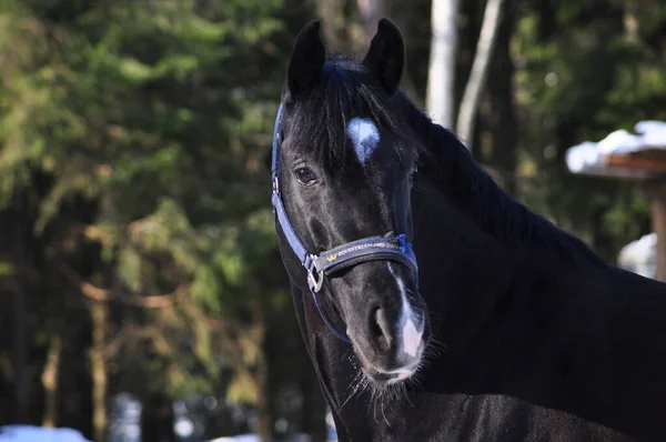 Black Horse Corral Winter — Stock Photo, Image