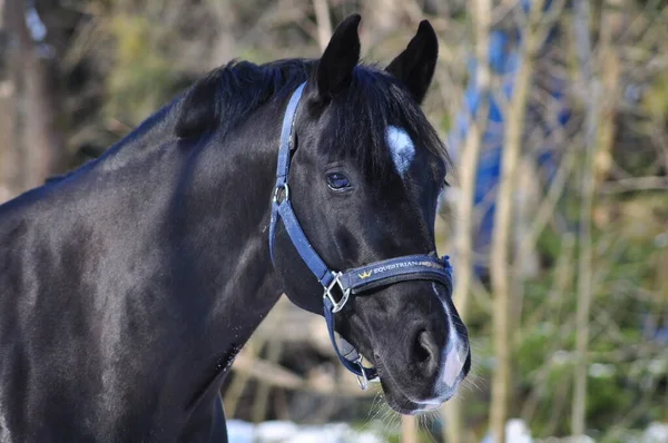 Cavallo Nero Recinto Inverno — Foto Stock
