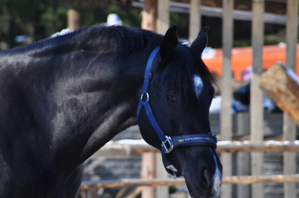 Black Horse Corral Winter — Stock Photo, Image