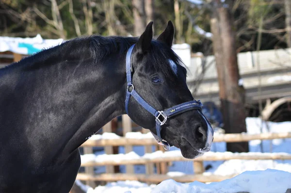 Cavalo Preto Curral Inverno — Fotografia de Stock
