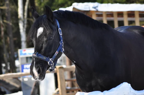 Cavallo Nero Recinto Inverno — Foto Stock