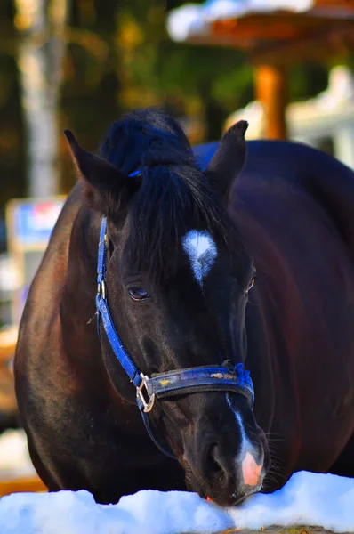 Cavalo Preto Curral Inverno — Fotografia de Stock