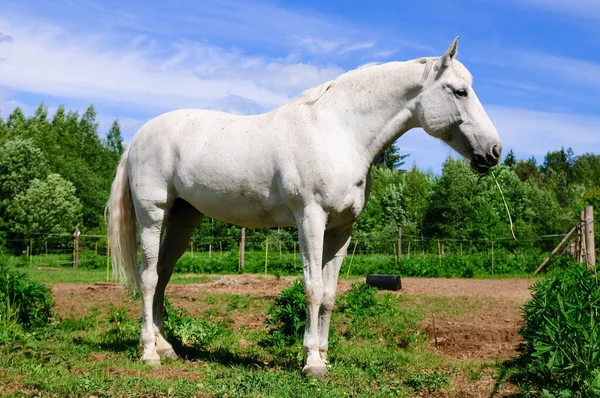 Piękne Białe Konie Pasą Się Zagrodzie Latem — Zdjęcie stockowe
