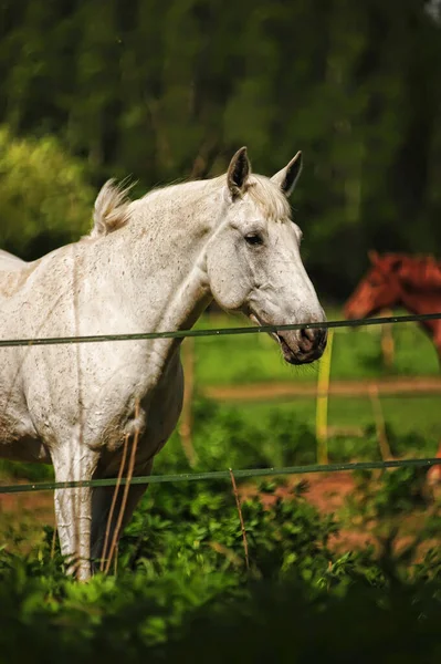 Beautiful White Horse Grazes Corral Summer — Stock Photo, Image