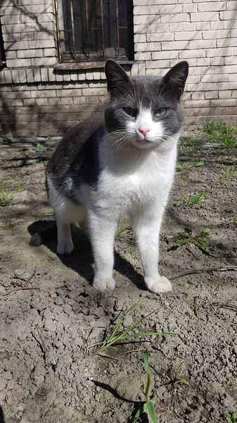 芝生の上の灰色と白の野良猫 — ストック写真